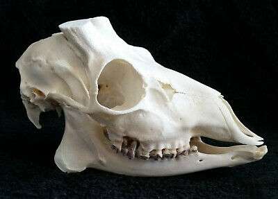 Welchem Tierart Gehort Dieser Schadel Tiere