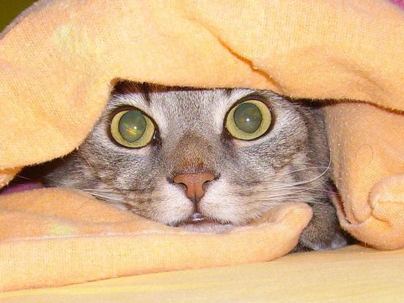 Katze Unter Bettdecke Erstickt