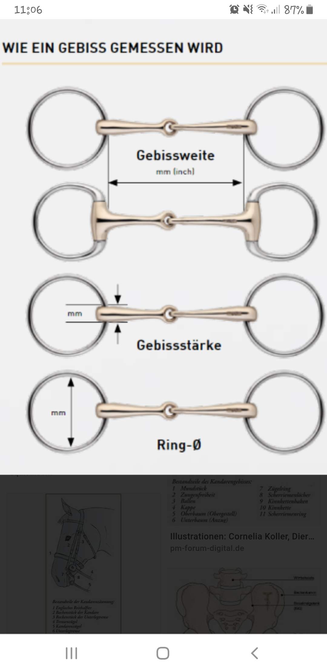 Ich habe ein Gebiss für mein Pferd, frage zur Größe? (Reiten, Pony ...