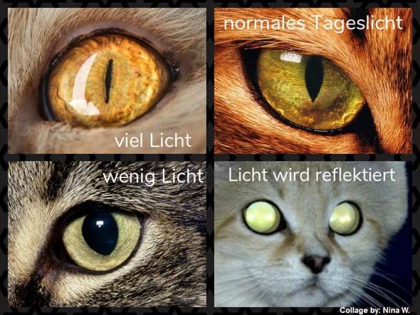 warum ist die augenpupille einer katze nicht immer rund augen katzen artgerechte haltung