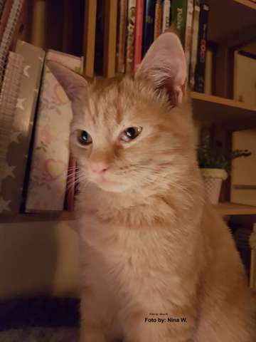 warum ist die augenpupille einer katze nicht immer rund augen katzen artgerechte haltung