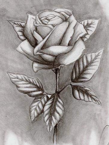 Schattendasein Rose - (zeichnen, Rosen)