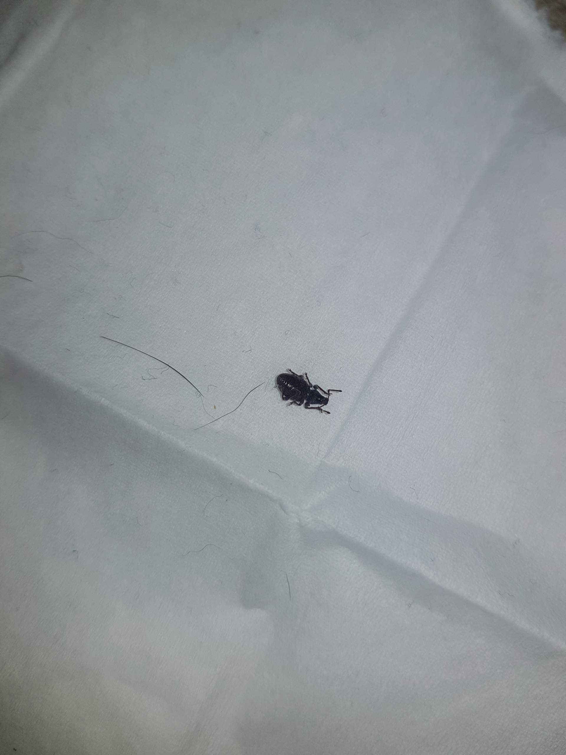 Schwarzer Käfer In Der Wohnung