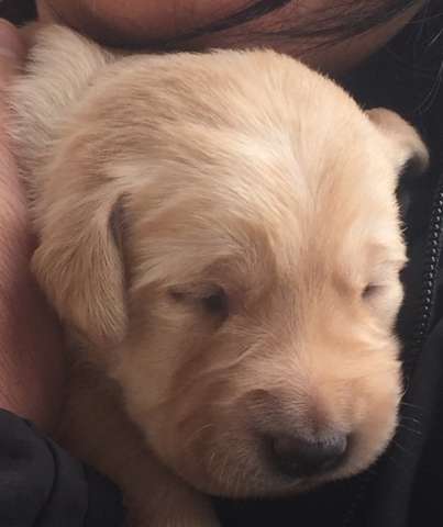 komme nicht uber den tod meines hundes hinweg hund