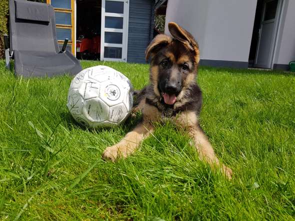 Hundestehohr ist schlapp Bleibt es unten oder steht es bald wieder