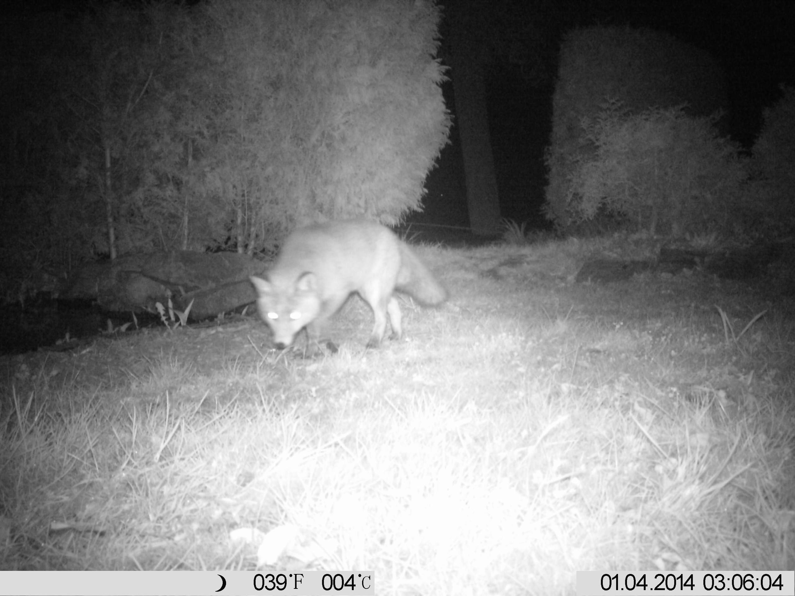 Wer gräbt nächtens solche Löcher in meinen Garten? (Tiere, Natur