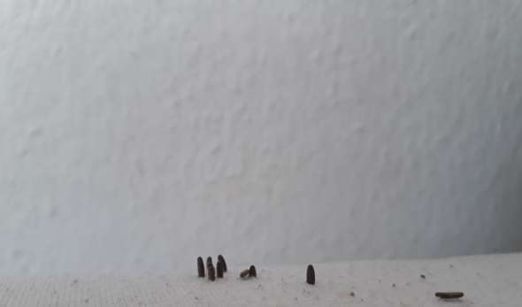 Insekteneier In Matratze Bett Schadlinge