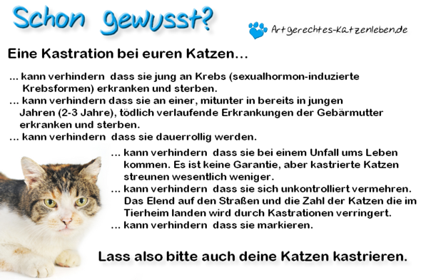 Ab Wann Kann Eine Katze Babys Kriegen Katzen Artgerechte Haltung