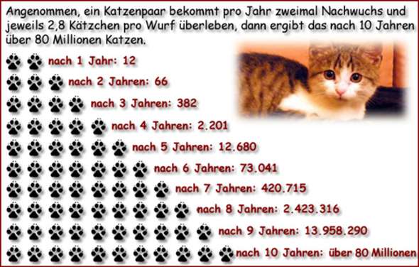 Ab Wann Kann Eine Katze Babys Kriegen Katzen Artgerechte Haltung