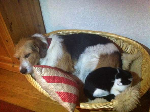 - (Hund, Hunderassen)