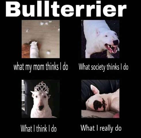 - (Hund, Hunderassen)