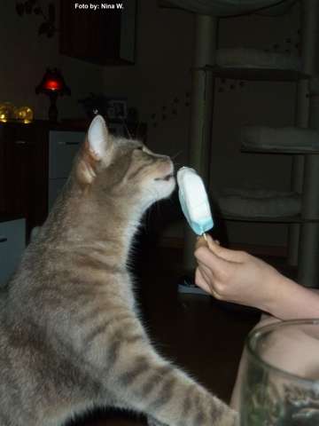  - (Katze, Eis, artgerechte Haltung)