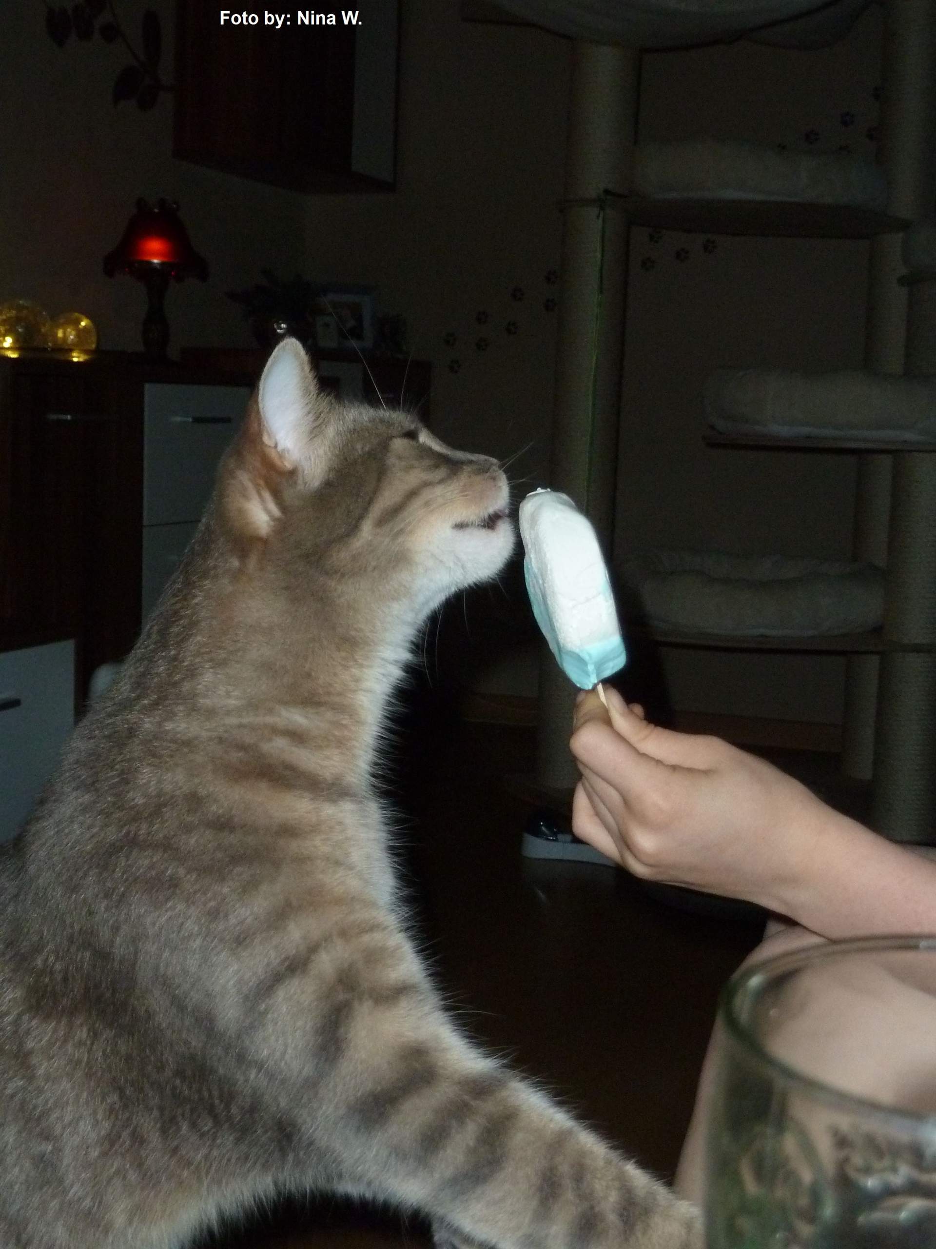 Dürfen Katzen Eis essen? (Katze, artgerechte Haltung)