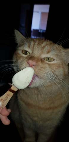  - (Katze, Eis, artgerechte Haltung)