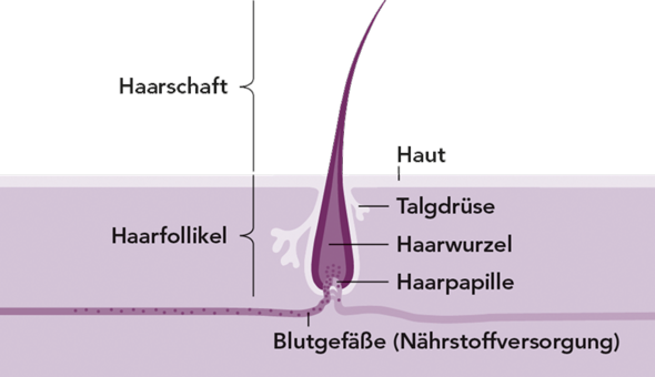 ausgefallenen haaren normal