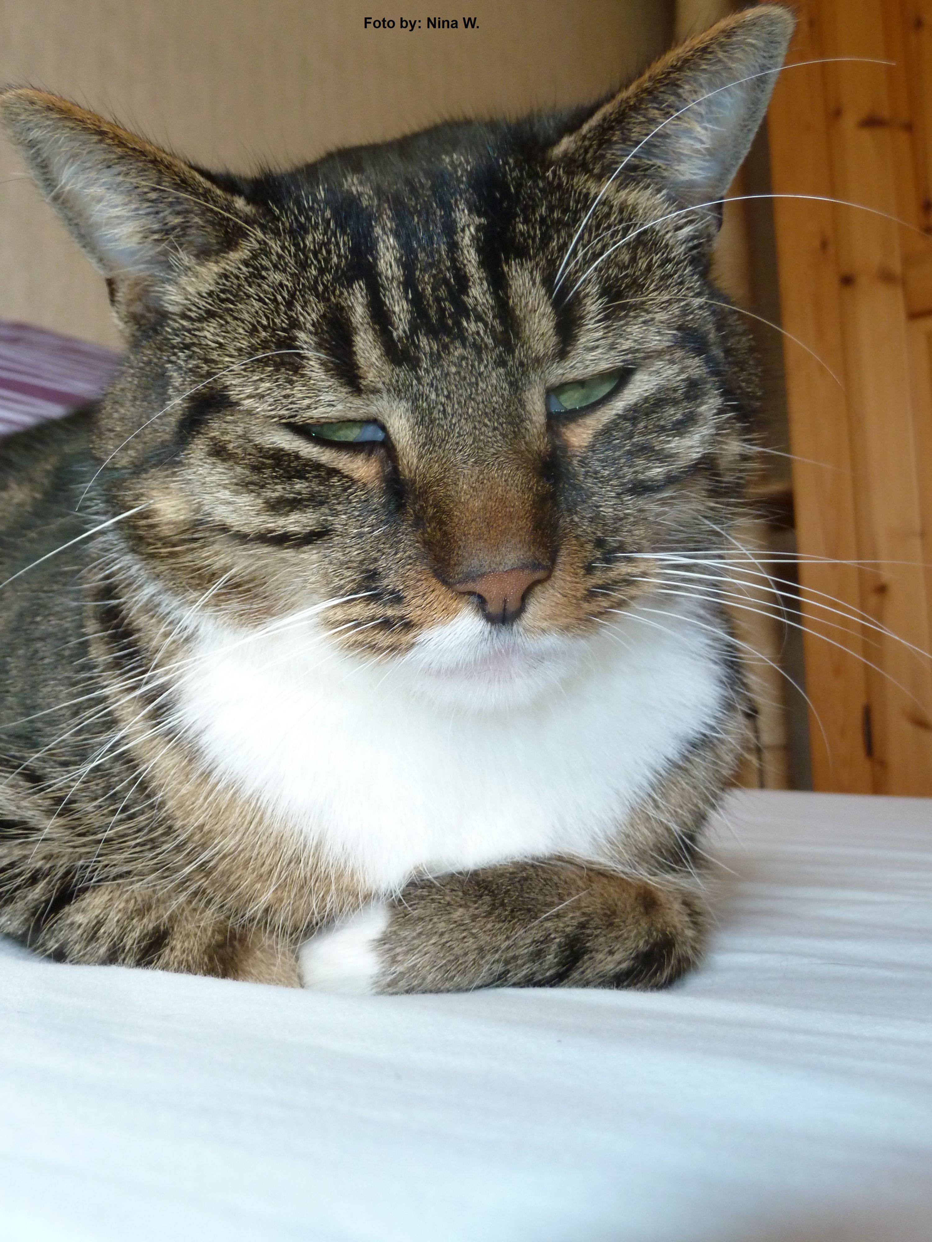 Katze schläft mit offenem Auge und zuckt? (Tiere, Katzen, artgerechte haltung)