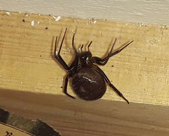 - (Spinnen in Wohnung, Schwarz Kugel )