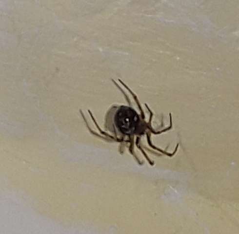 - (Spinnen in Wohnung, Schwarz Kugel )