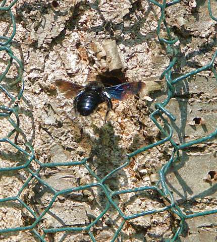 - (Tiere, Artbestimmung, Holzbiene)
