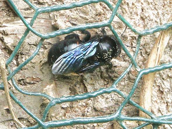 - (Tiere, Artbestimmung, Holzbiene)