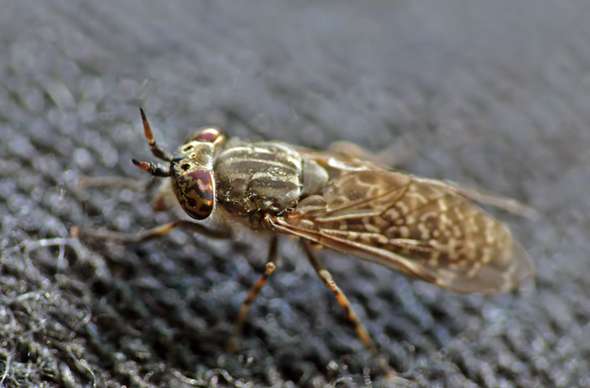  - (Insekten, Gottesanbeterin, Praying Mantis)
