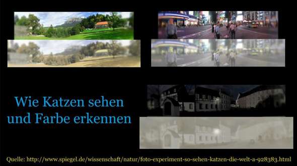 konnen hunde und katzen die farben wahrnehmen tiere hund haustiere