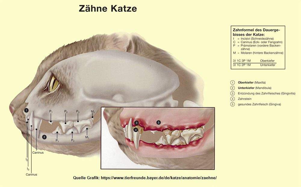 Katze Zahn ziehen wirklich nötig? (Gesundheit und Medizin, Tiere, Zähne)