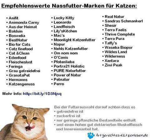 durfen katzen alles essen katzenfutter fressen artgerechte haltung