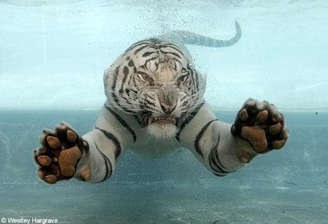 Tiger unter Wasser - (Freizeit, Tiere, Wolf)