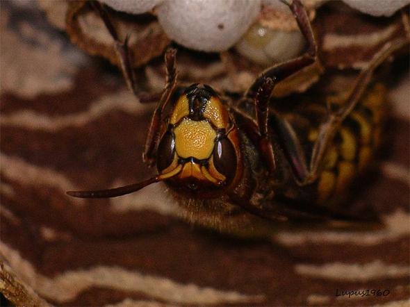 wachsame Hornissenönigin - (Tiere, Insekten, Hornissen)