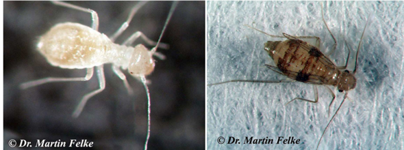 Welches Insekt Ist Das Bettwanze Insekten Schadlinge