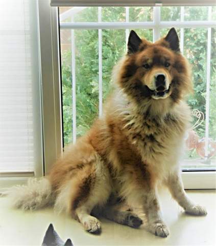 welchen halsumfang haben elos hund halsband elo