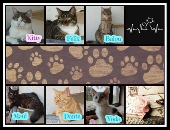 Ist Das Normal Bei Der Katzenzusammenfuhrung Tiere Katze Katzen