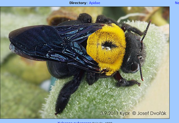 Ist Das Eine Hummel Wenn Ja Welche Insekten Griechenland