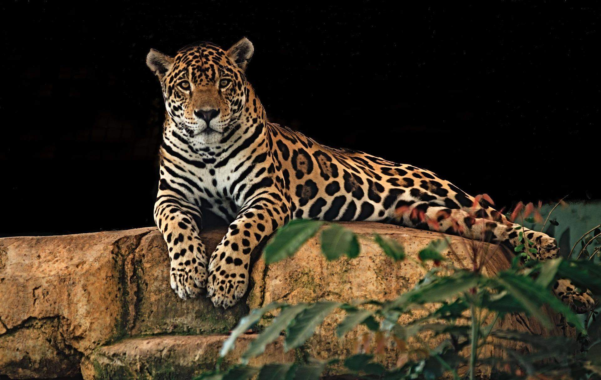 Wie Viel Wiegt Ein Leopard