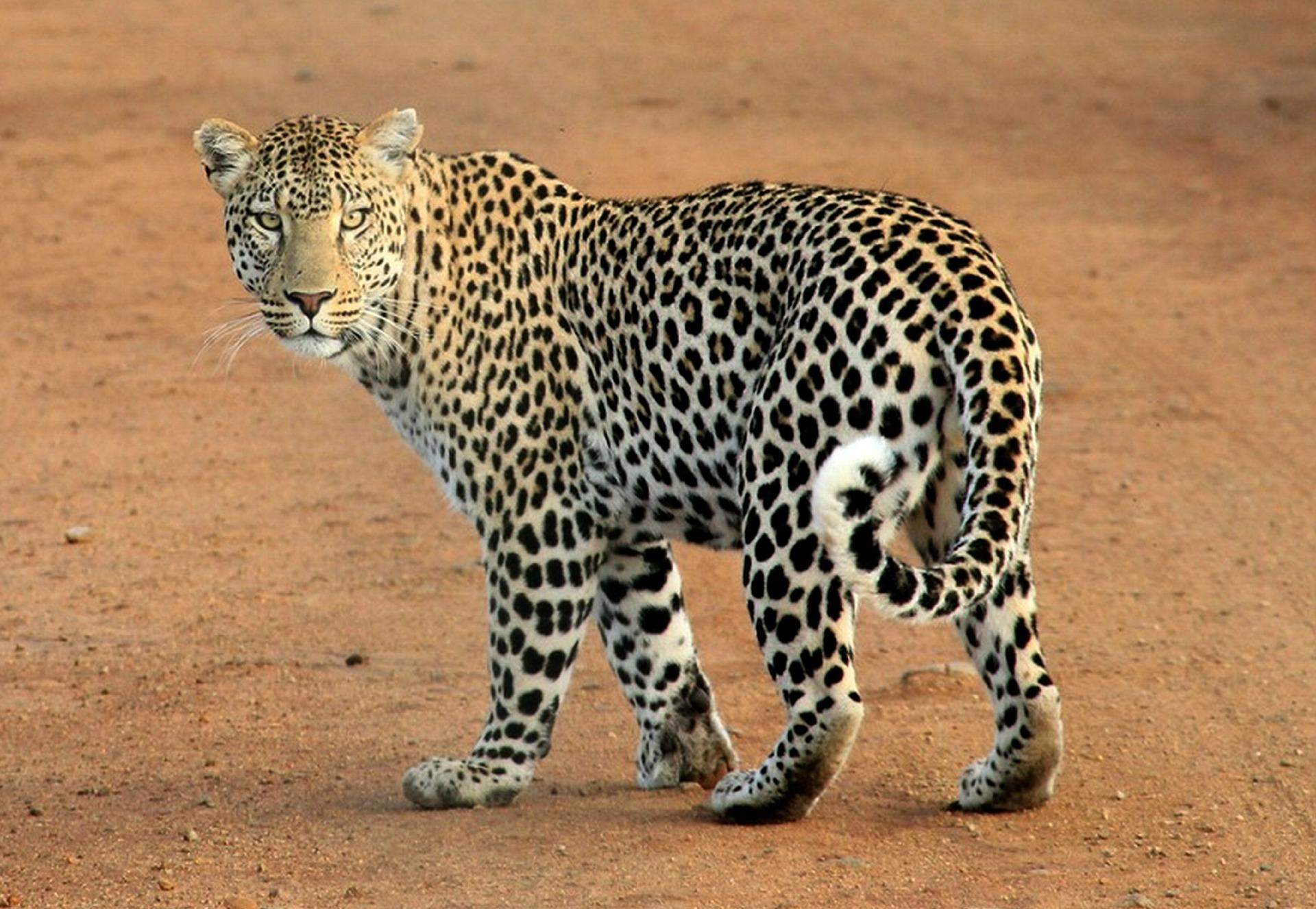 Wie unterscheidet man ein Jaguar von einen Leopard? (Tiere, Auto und