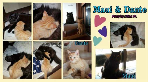 katze zupft an der decke was bedeutet das tiere katzen artgerechte haltung