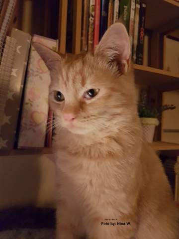 Was Kann Meine Katze Nur Haben Haustiere Katzen Artgerechte