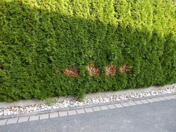 Bild zum Beitrag
