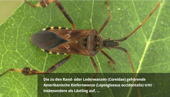 - (Tiere, Insekten, Krabbeltier)