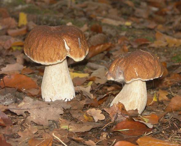 Habt Ihr Kreative Ideen Was Man Mit Herbst Fotos Machen Kann Fotografie Kreativitat