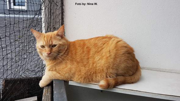 Gibt Es Katzen Die Fur Immer Babykatzen Sind Rasse