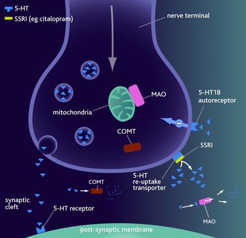 Die Chemischereaktion die Wirkstoffe von Antidepressiva im synaptischen ...