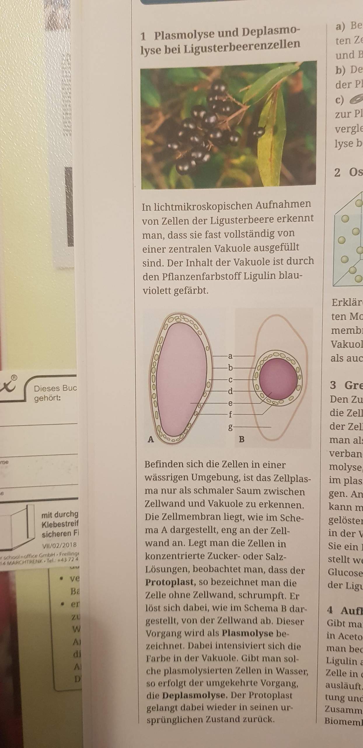 Kann mir jemand plasmolyse und deplasmolyse erklären? (Schule, Biologie)