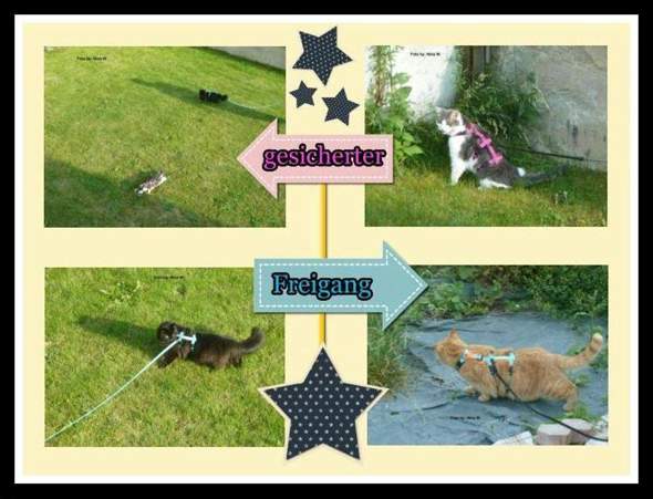 - (Tiere, Katzen, artgerechte haltung)