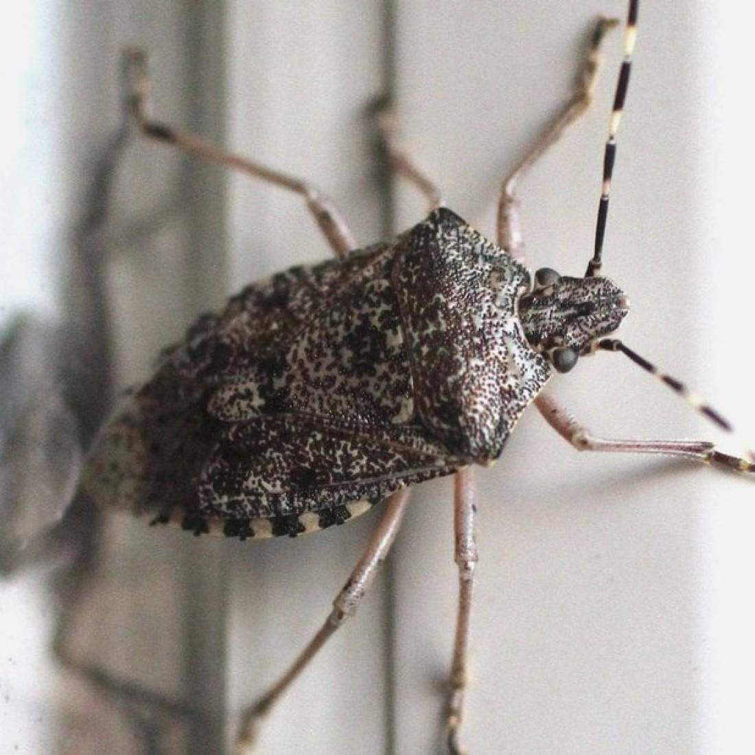 Was sind das für stinkende Viecher? (Tiere, Schlaf, Insekten)