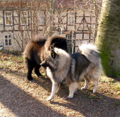 Bis Zu Welchem Alter Wachst Mein Wolfsspitz Hund Hunderassen