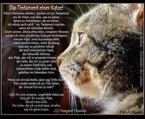 wie mit verlust der katze umgehen