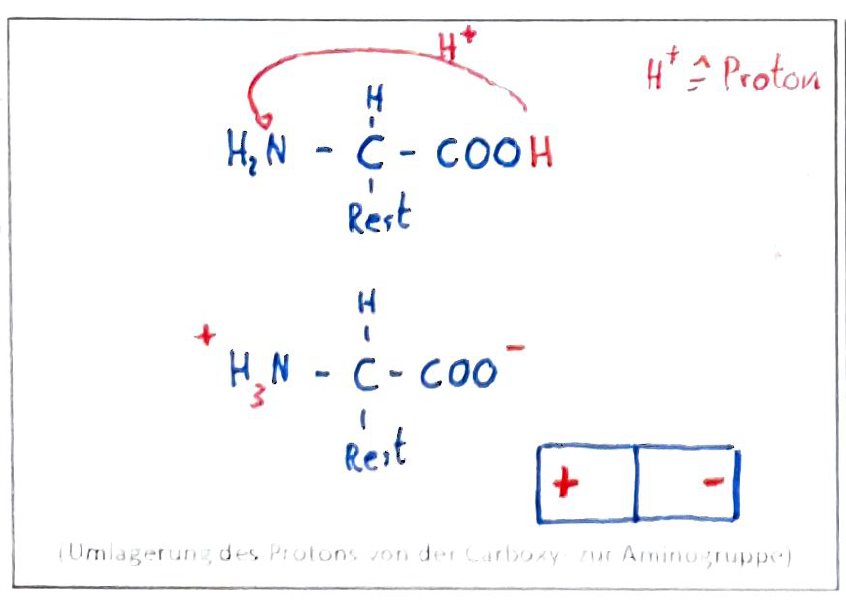 Was Ist Eine Peptidbindung Biologie Peptidbindungen? (Schule, Bio, DNA)