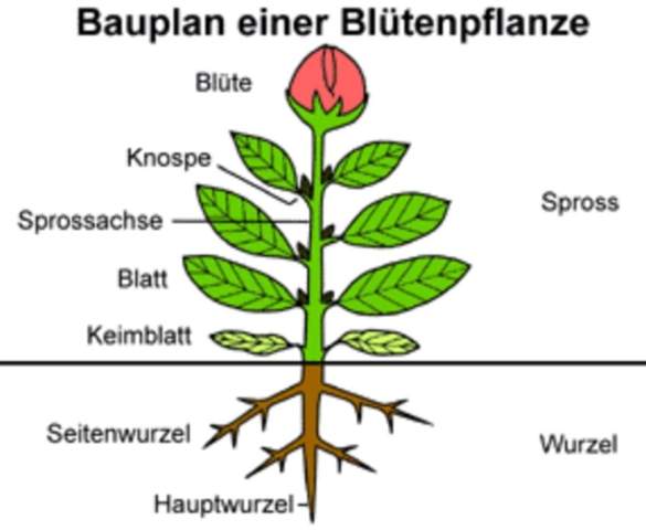  - (Biologie, Pflanzen, Referat)